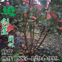 叢生紫薇