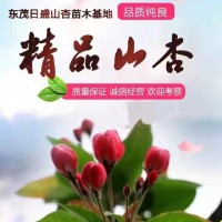 12公分山杏樹(shù)價(jià)格