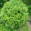 伏芳騰球