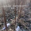 綠化小苗