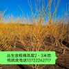 叢生金枝槐