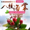 八棱海棠樹(shù)
