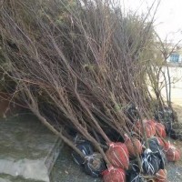 3公分檉柳