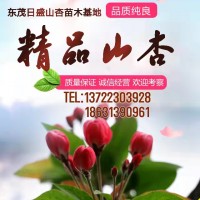18公分山杏
