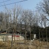 七葉樹(shù)