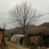 七葉樹(shù)