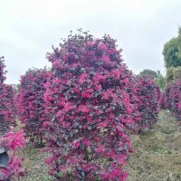 紅檵木柱