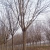國(guó)槐,香花槐