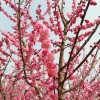梅花樹