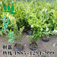 金森女貞