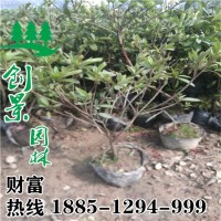 毛鵑