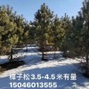 樟子松，白樺，白仟