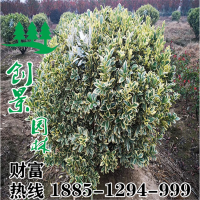金邊黃楊球