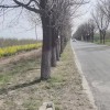 國槐