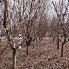 8一15公分櫻花