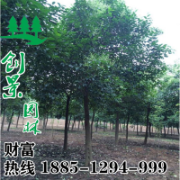 高桿女貞