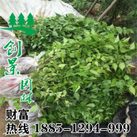 棣棠