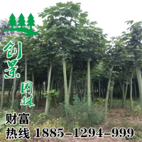 青桐