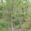 獨(dú)桿臘梅