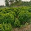 伏芳騰球