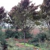 紅葉李12-18