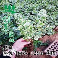 花葉蔓長春
