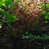 紅梅