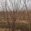 叢生臘梅