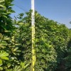 鴨腳木
