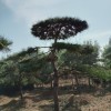 大量出售造型油松