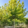 金葉復(fù)葉槭