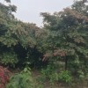 日本紅楓
