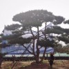 造型松