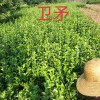 衛(wèi)矛
