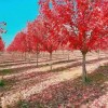 美國紅楓