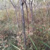 紅梅杏