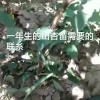 山杏
