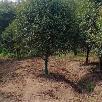 紅葉石楠