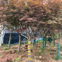 紅楓