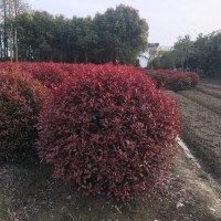 紅葉石楠球