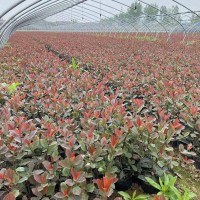 紅葉石楠