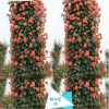 月季花柱