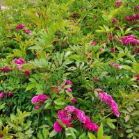 薔薇