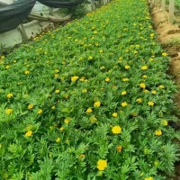 孔雀草