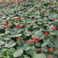 一串紅