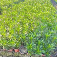 黃金菊