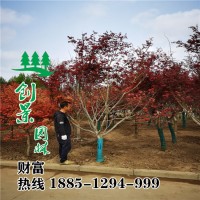 中國紅楓