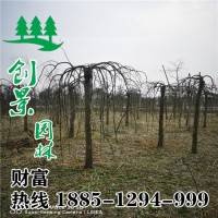 龍爪槐
