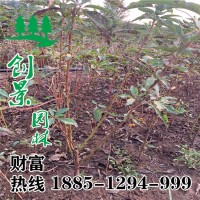 紅瑞木