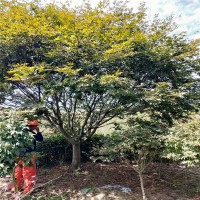中國紅楓